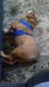 English Bulldog Puppies for sale in Lebanon, MO 65536, USA. price: $3,000