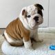 English Bulldog Puppies for sale in Los Angeles, CA, USA. price: $750