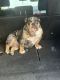 English Bulldog Puppies for sale in 2515 Piddler Dr, Spring, TX 77373, USA. price: $1,100