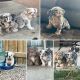 English Bulldog Puppies for sale in Pueblo West, CO 81007, USA. price: $3,000