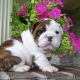 English Bulldog Puppies for sale in 6607 Cove Creek Dr, Billings, MT 59106, USA. price: $900
