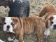 English Bulldog Puppies for sale in Skiatook, OK, USA. price: $180,000