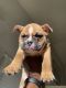 English Bulldog Puppies for sale in Rocklin, CA, USA. price: $1,500