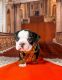 English Bulldog Puppies for sale in Miami, FL, USA. price: $2,500