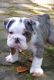 English Bulldog Puppies for sale in Morgantown, PA 19543, USA. price: $2,300