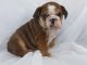 English Bulldog Puppies for sale in Miami, FL, USA. price: $1,499