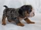 English Bulldog Puppies for sale in Miami, FL, USA. price: $1,799