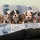 English Bulldog Puppies for sale in ON-401, Ontario, Canada. price: $400