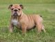 English Bulldog Puppies for sale in Waycross, GA, USA. price: $2,500