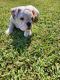 English Bulldog Puppies for sale in Clarksville, TN, USA. price: NA