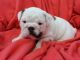 English Bulldog Puppies for sale in Jacksonville, FL, USA. price: $850