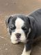 English Bulldog Puppies for sale in Paynesville, MN 56362, USA. price: $2,500