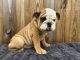 English Bulldog Puppies for sale in Powhatan, VA 23139, USA. price: $2,300