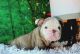 English Bulldog Puppies for sale in Spavinaw, OK 74366, USA. price: $3,000