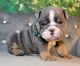 English Bulldog Puppies for sale in Spavinaw, OK 74366, USA. price: $3,000