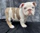 English Bulldog Puppies for sale in Raleigh, NC, USA. price: $6,500