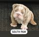 English Bulldog Puppies for sale in Daleville, AL, USA. price: $1,000