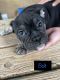 English Bulldog Puppies for sale in Jacksonville, FL, USA. price: $1,000