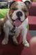 English Bulldog Puppies for sale in Tyler, TX, USA. price: $800