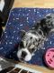English Bulldog Puppies for sale in Houston, TX 77075, USA. price: $2,500