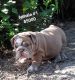 English Bulldog Puppies for sale in Four Oaks, NC 27524, USA. price: $5,000
