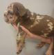 English Bulldog Puppies for sale in Spavinaw, OK 74366, USA. price: $2,750