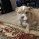 English Bulldog Puppies for sale in St. George, UT, USA. price: $2,500