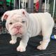 English Bulldog Puppies for sale in Houston, TX, USA. price: $500