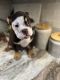 English Bulldog Puppies for sale in Boca Raton, FL, USA. price: $2,000