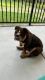 English Bulldog Puppies for sale in Smithfield, VA 23430, USA. price: $2,700