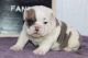 English Bulldog Puppies for sale in Norfolk, VA 23504, USA. price: $300