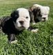 English Bulldog Puppies for sale in Beaver, UT 84713, USA. price: $2,000