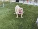 English Bulldog Puppies for sale in Riverbank, CA 95367, USA. price: $2,500