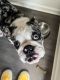 English Bulldog Puppies for sale in Prattville, AL, USA. price: $1,500