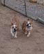 English Bulldog Puppies for sale in Albuquerque, NM, USA. price: $500
