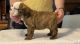 English Bulldog Puppies for sale in Uniontown, OH 44685, USA. price: $5,500