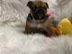 English Bulldog Puppies for sale in Homestead, FL, USA. price: $3,500