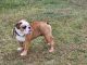 English Bulldog Puppies for sale in Fayetteville, NC, USA. price: $2,750