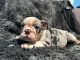 English Bulldog Puppies for sale in Chula Vista, CA, USA. price: $1,500