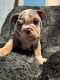English Bulldog Puppies for sale in Chula Vista, CA, USA. price: $2,500