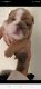 English Bulldog Puppies for sale in Lakeland, FL, USA. price: $3,500