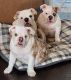 English Bulldog Puppies for sale in Virginia Beach, VA, USA. price: $1,500