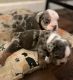 English Bulldog Puppies for sale in Houston, TX, USA. price: $4,000