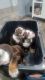 English Bulldog Puppies for sale in Saginaw, MI, USA. price: $2,800