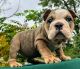 English Bulldog Puppies for sale in Bethlehem, PA, USA. price: $2,700