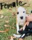 English Bulldog Puppies for sale in Winston-Salem, NC, NC, USA. price: $35,000