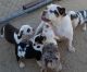 English Bulldog Puppies for sale in Victorville, CA, USA. price: $1,300