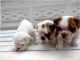 English Bulldog Puppies for sale in Honolulu, HI, USA. price: $300