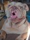 English Bulldog Puppies for sale in Mauston, WI 53948, USA. price: $2,500