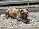 English Bulldog Puppies for sale in SPFLD (LONG), MA 01106, USA. price: NA